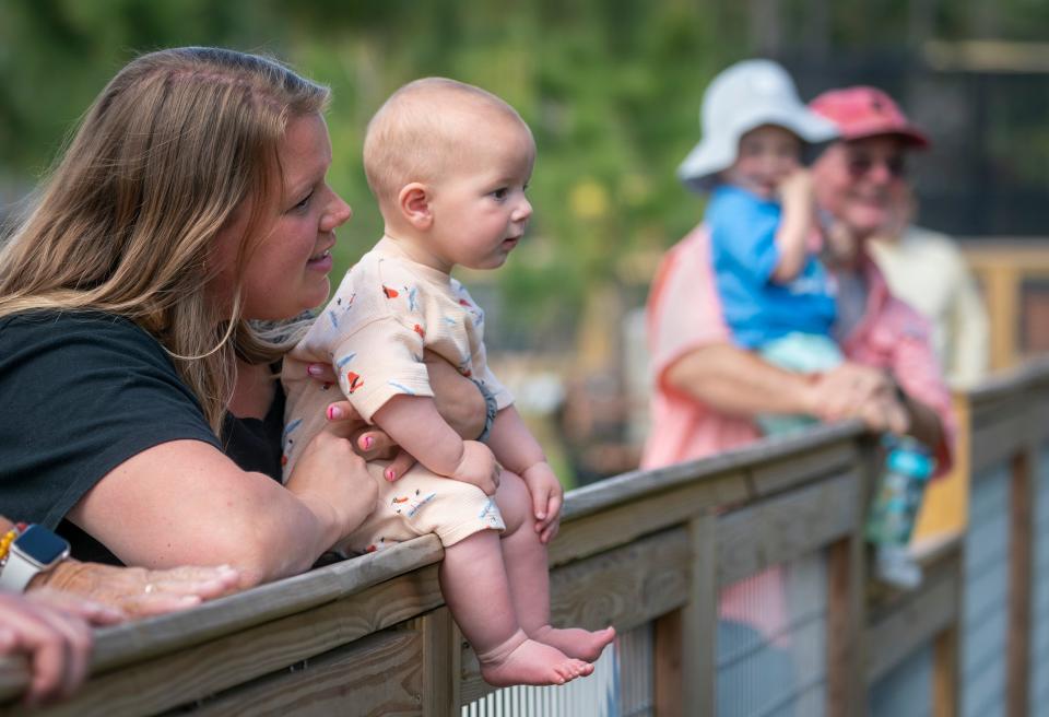 Visitors watch a cougar named Charlie at his new home at Busch Wildlife Sanctuary on April 26, 2024 in Jupiter, Florida. Charlie was rescued by the nonprofit Conservation Ambassadors in California a few years ago when someone attempted to illegally sell him.