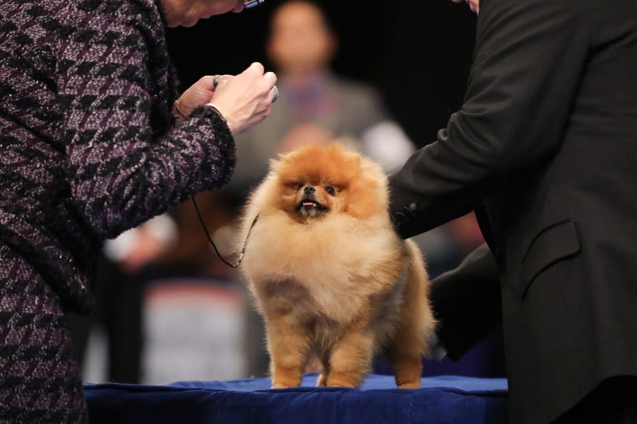 THE NATIONAL DOG SHOW PRESENTED BY PURINA -- 2023  -- Pictured: Pomeranian -- (Photo by: Bill McCay/NBC)