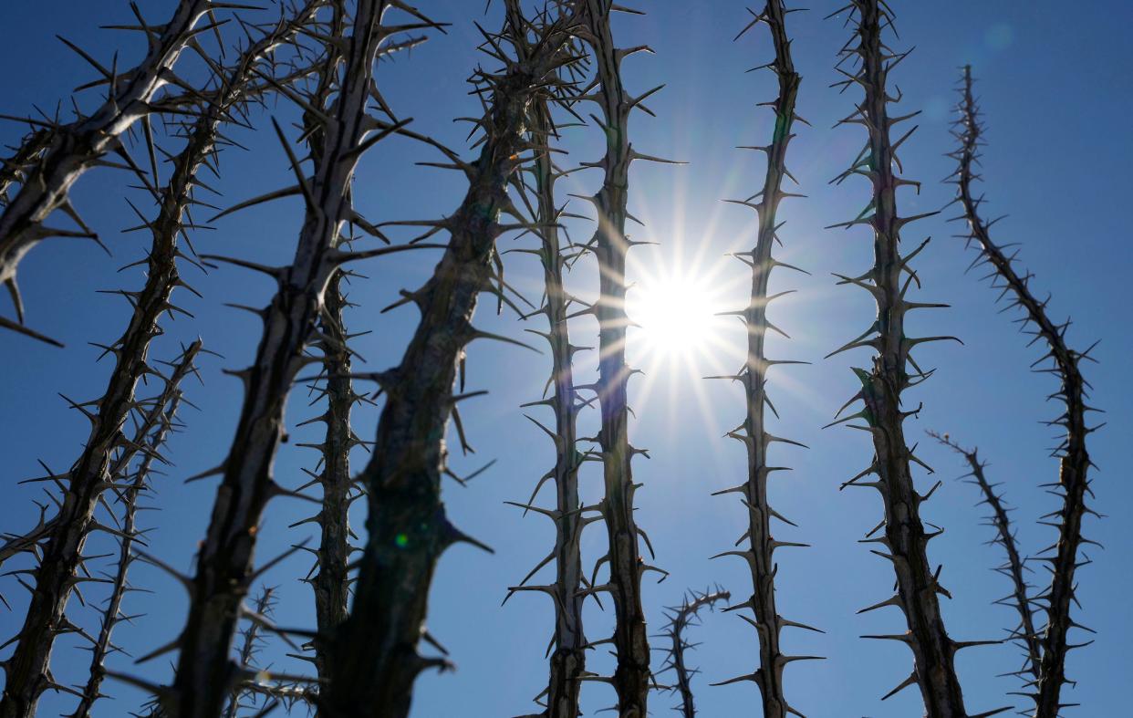 Aug 31, 2022; Phoenix, Arizona, USA; The sun shines through an ocotillo plant on Wednesday as the National Weather Service has issued an excessive heat warning  for Phoenix, Las Vegas, northwestern Arizona, southern Nevada, and southwestern California. Mandatory Credit: Rob Schumacher-Arizona Republic