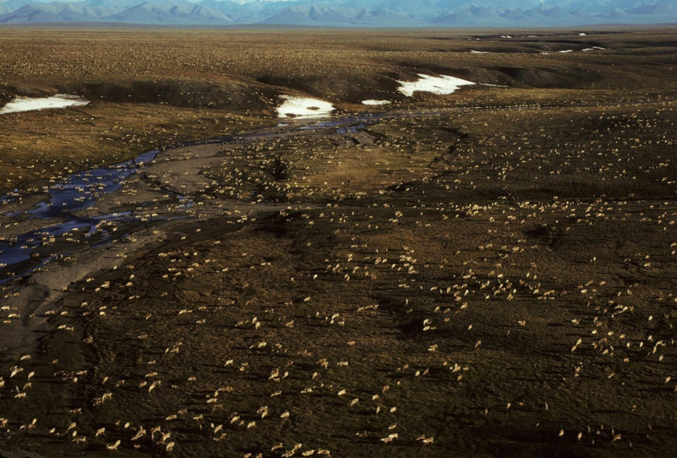 A herd of caribou on the Arctic National Wildlife Refuge.