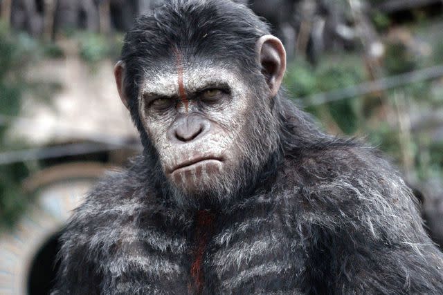 <p>Moviestore/Shutterstock </p> Andy Serkis in "Dawn of the Planet of the Apes" (2014)