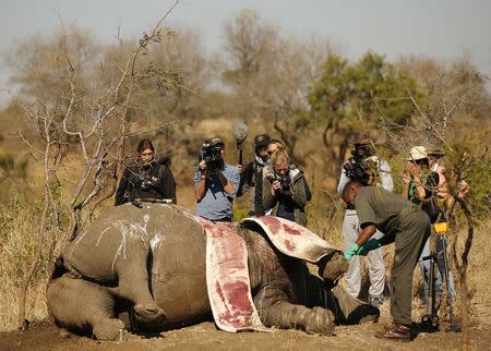 Members of the media film as a ranger performs a post mortem on the carcass of a rhino after it was killed for its horn by poachers at the Kruger national park in Mpumalanga province August 27, 2014. REUTERS/Siphiwe Sibeko
