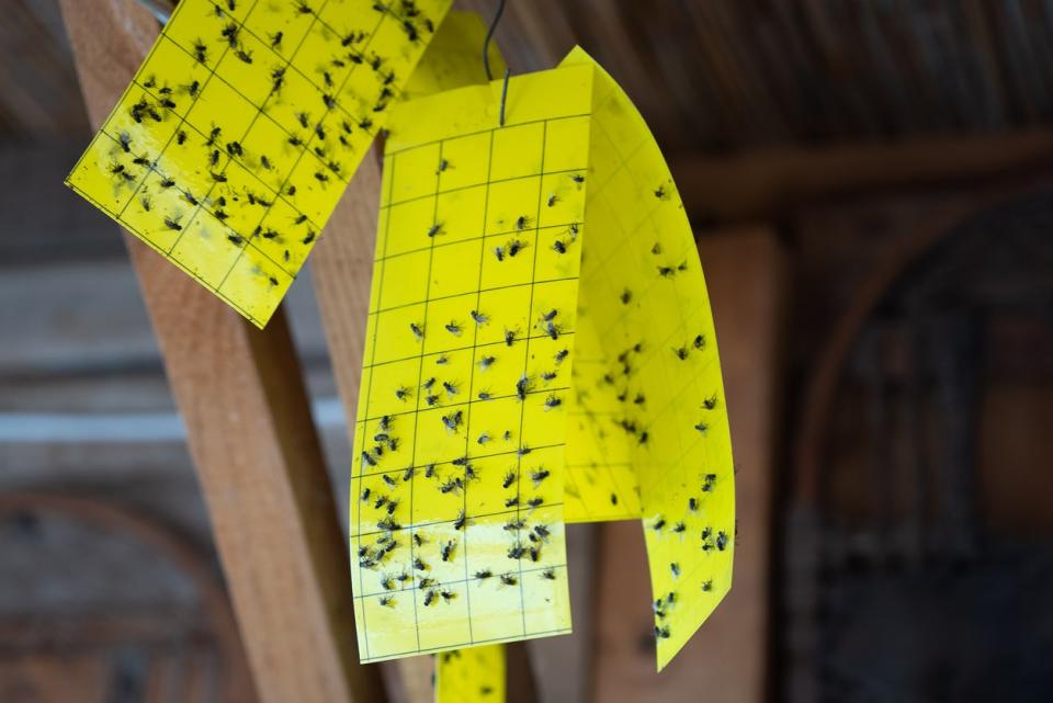 Multiple yellow sticky fly traps hanging together, covered with flies.