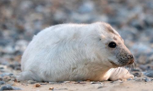 Lost seals