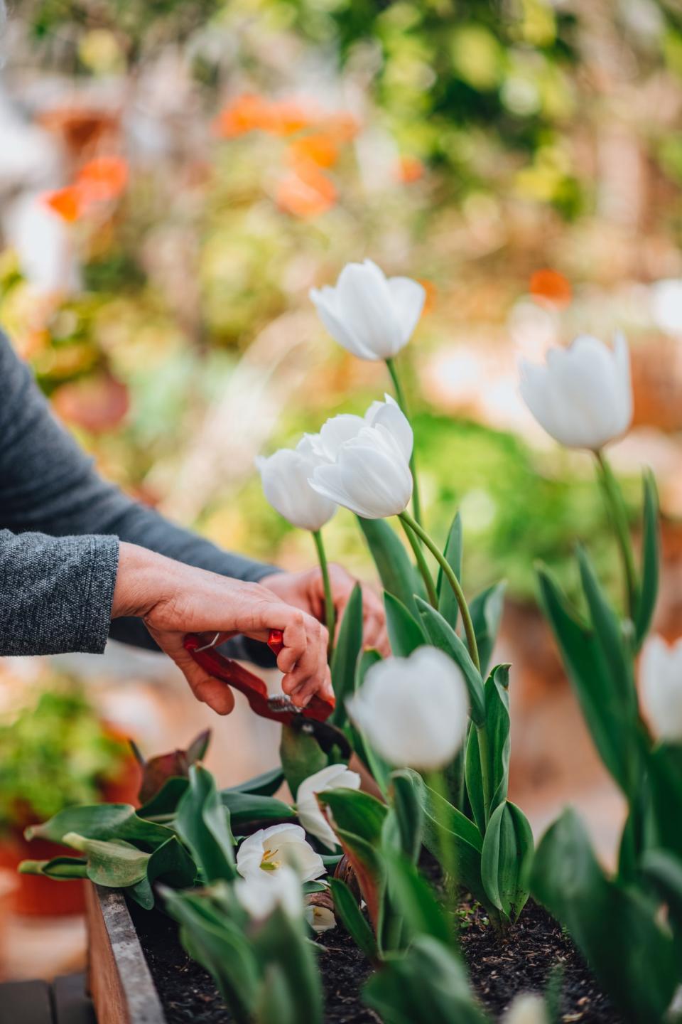 Many gardeners opt to replant tulip bulbs each year.