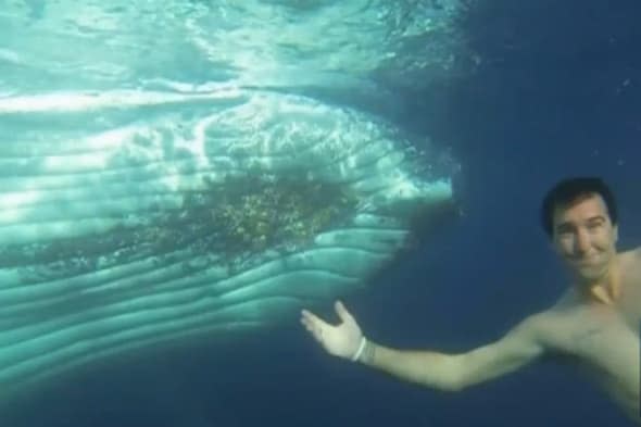 Humpback whale encounter