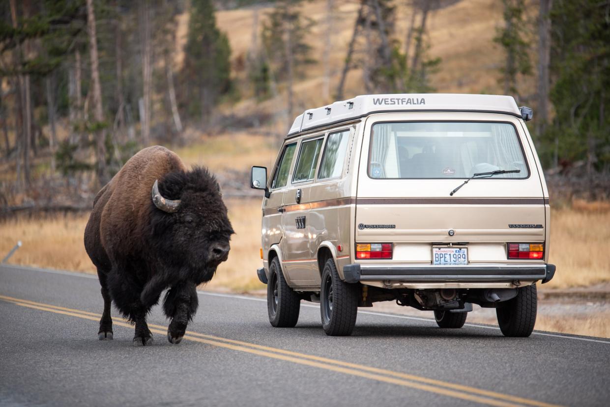 American bison walking along a road in Yellowstone National Park next to a volkswagen camper van with forest trees in the background