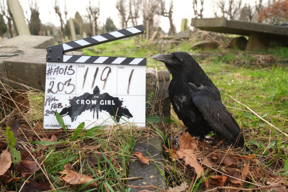 the crow girl begins filming