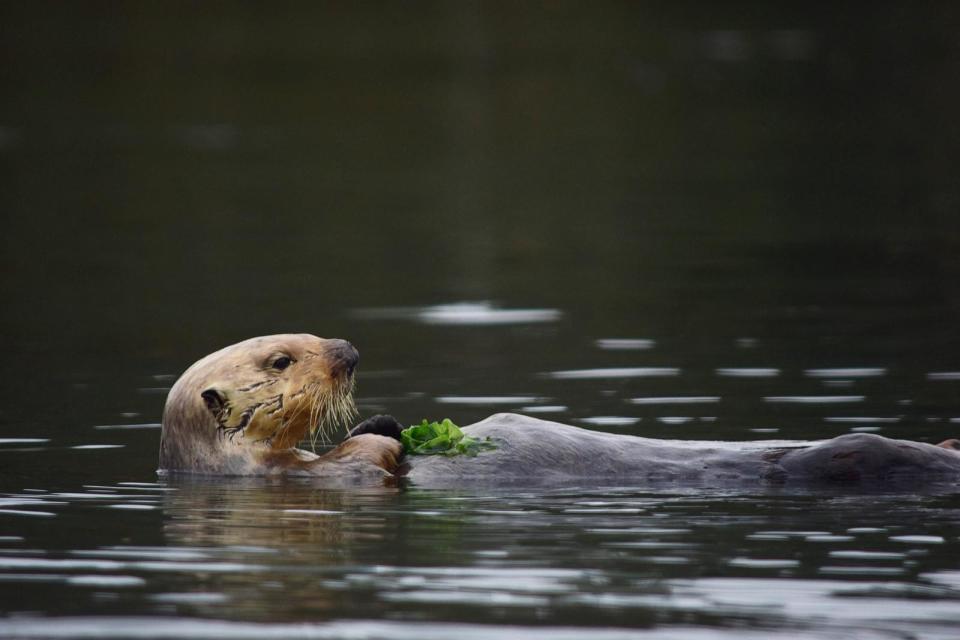 PHOTO: A sea otter is seen in Elkhorn Slough, California, in 2019. (Brent Hughes/Sonoma State University)