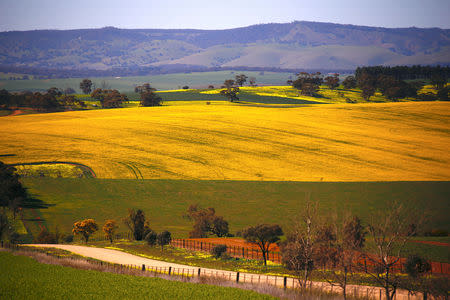 A paddock containing a crop of canola ican be seen near a dirt road located on the outskirts of the town of Mallala, north of Adelaide, South Australia, August 22, 2018. REUTERS/David Gray