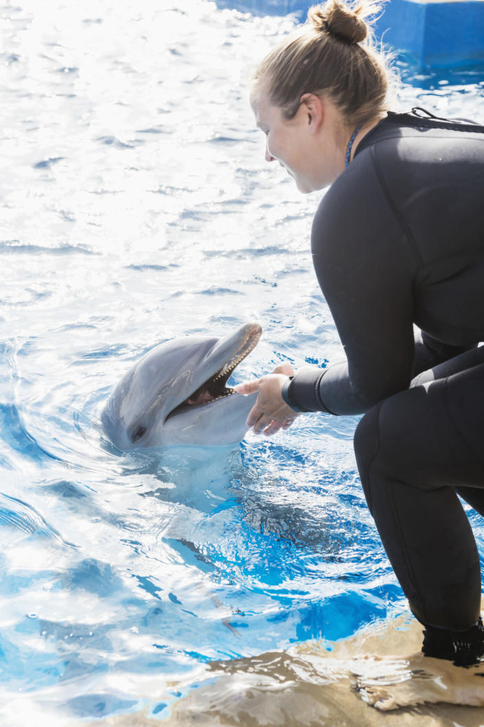 A woman in a wetsuit interacts with a dolphin