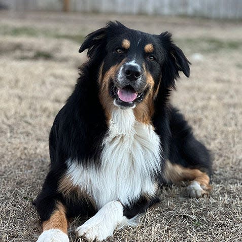 Doc Pawlliday of Wayne, Oklahoma, took top prize in Nationwide Insurance's "Wacky Pet Names" competition in the canine category.