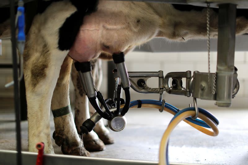 A dairy cow is being milked at the South Mountain Creamery farm as coronavirus disease (COVID-19) continues to spread nationwide and public anxiety lingering in grocery stores has created a new surge of interest in home food deliveries, in Middletown