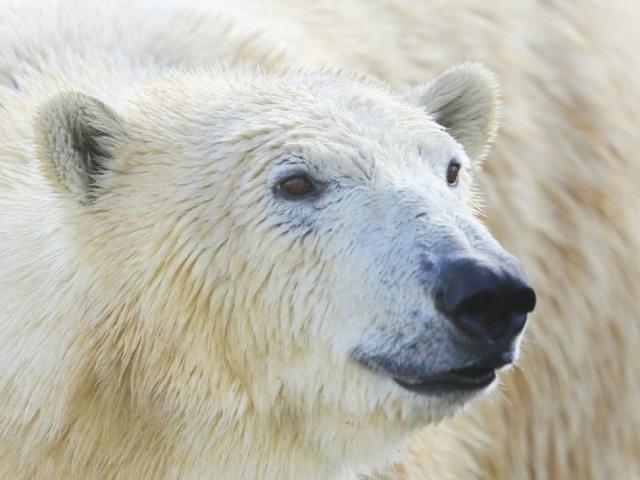 L'ours polaire, pas l'espèce la plus menacée de l'Arctique - Sciences et  Avenir