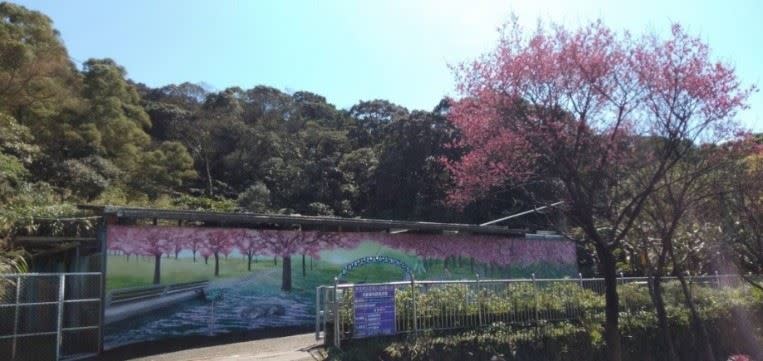 三芝動物之家也是賞櫻勝地。（圖／新北市政府動物保護防疫處提供）