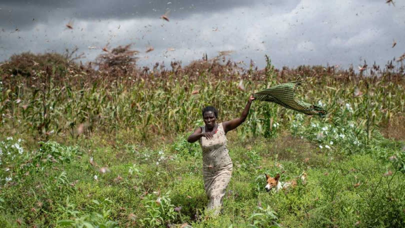 東非蝗災恐造成糧食危機。 (圖／APTN)