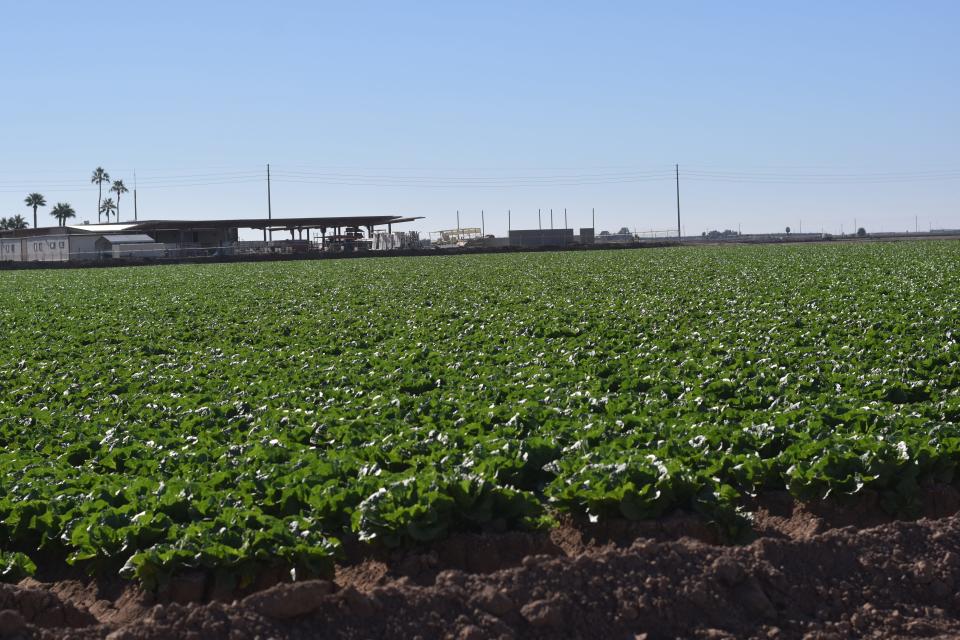 A field of romaine lettuce in Yuma County. Yuma grows 90% of the winter leafy greens in the U.S.