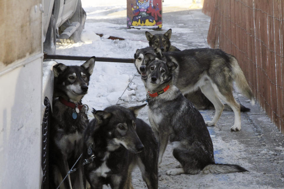 Sled dogs on the team of musher Benjamin Good of North Pole, Alaska, await their turn to be hooked up to a sled Saturday, March 2, 2024, in downtown Anchorage, Alaska. The 1,000-mile race will take mushers and their dog teams a thousand miles over Alaska's unforgiving terrain, with the winner expected at the finish line in Nome, Alaska, in about 10 days. (AP Photo/Mark Thiessen)