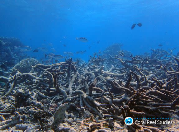 Dead corals on Yonge reef, Lizard Island region, Oct. 2016