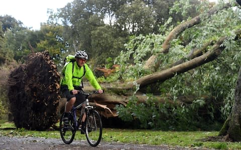 A cyclist passes a tree that has fallen in Bute Park, Cardiff - Credit: Wales News Service