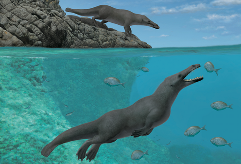 <span class="caption">Artistic reconstruction of newly discovered Peregocetus pacificus.</span> <span class="attribution"><span class="source">Alberto Gennari/Cell Press</span>, <span class="license">Author provided</span></span>