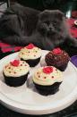 A fluffy cat sits behind a plate with four decorated cupcakes, two with white frosting and two with brown toppings