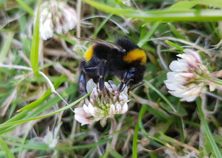 <span class="caption">A bumblebee, pulling it’s weight.</span> <span class="attribution"><span class="source">Emily L Brown</span>, <span class="license">Author provided</span></span>