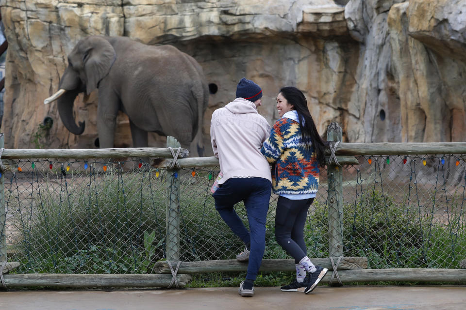 Joe Foster and Nolan Inthavong are shown watching the subtle moves of Mabhulane (Mabu) at the Fresno Chaffee Zoo in Fresno, Calif., Jan. 19, 2023. A community in the heart of California's farm belt has been drawn into a growing global debate over whether elephants should be in zoos. In recent years, some larger zoos have phased out elephant exhibits, but the Fresno Chaffee Zoo has gone in another direction, updating its Africa exhibit and collaborating with the Association of Zoos and Aquariums on breeding. (AP Photo/Gary Kazanjian)