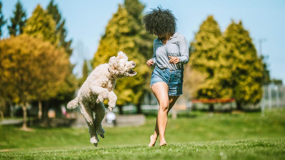 A happy young adult woman enjoys time at a park with her standard poodle, running, playing, and relaxing with the dog.