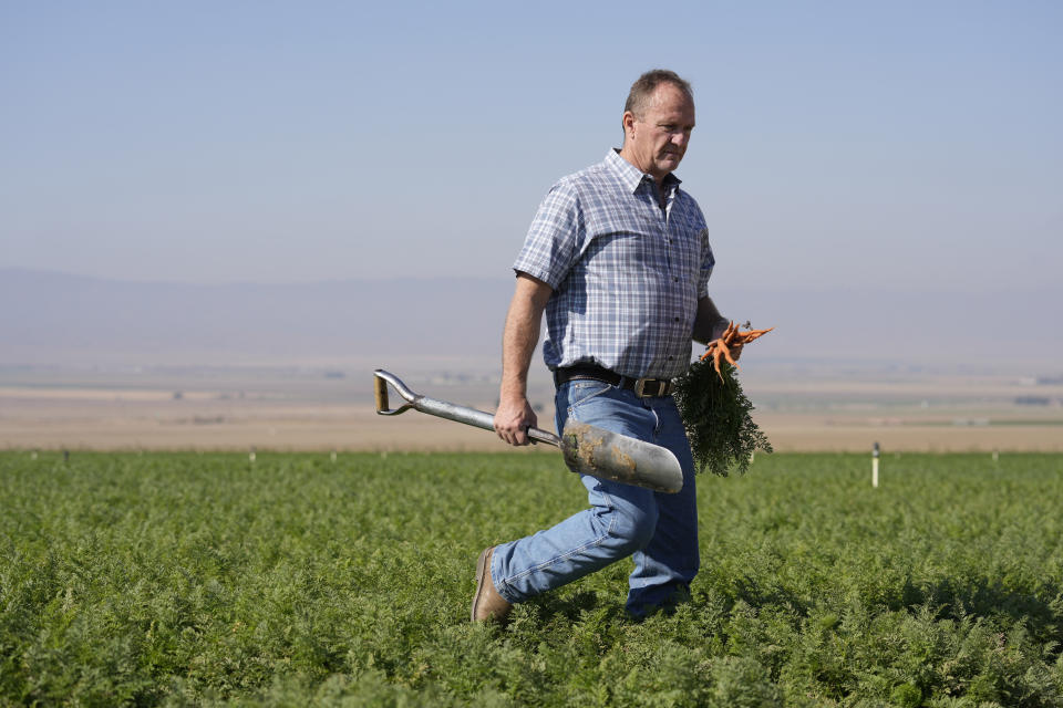 Jeff Huckaby, president and CEO of Grimmway, walks on a carrot field owned by the company, Thursday, Sept. 21, 2023, in New Cuyama, Calif. In the Cuyama Valley northwest of Los Angeles, two of the country's biggest carrot farmers filed a lawsuit in a bid to have their groundwater rights upheld by a judge. The move pushed hundreds of small farmers and cattle ranchers, local residents and even the tiny school district into court, and has prompted community outcry and a call for a carrot boycott. (AP Photo/Marcio Jose Sanchez)