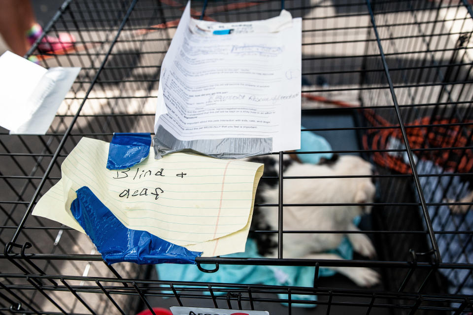 Intake information on a dog kennel in a temporary animal rescue shelter in the Katy Mills parking lot in Katy, Texas, on Sunday. (Photo: Joseph Rushmore for HuffPost)
