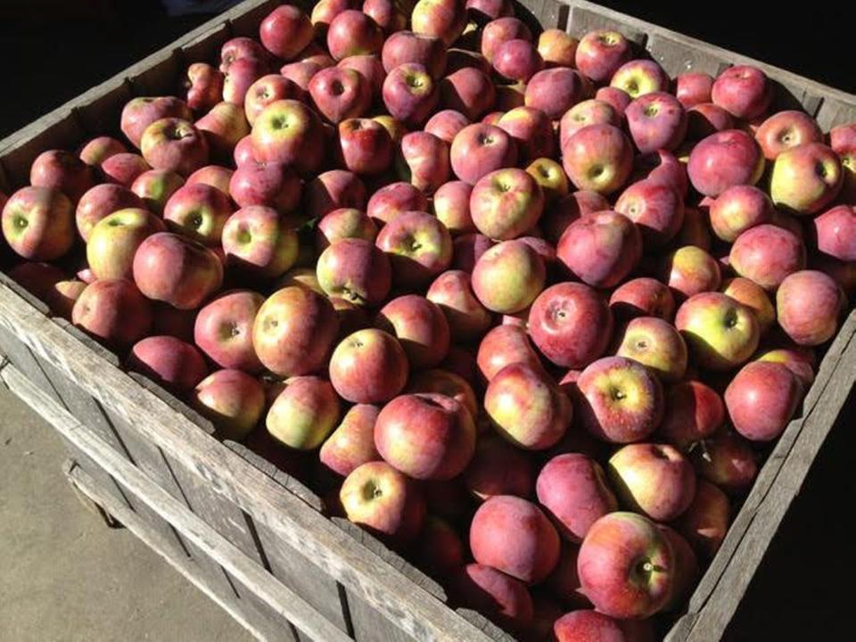 Steere Orchard is just one of the spots having fun events this weekend. Their Applefest is Sunday and Monday.