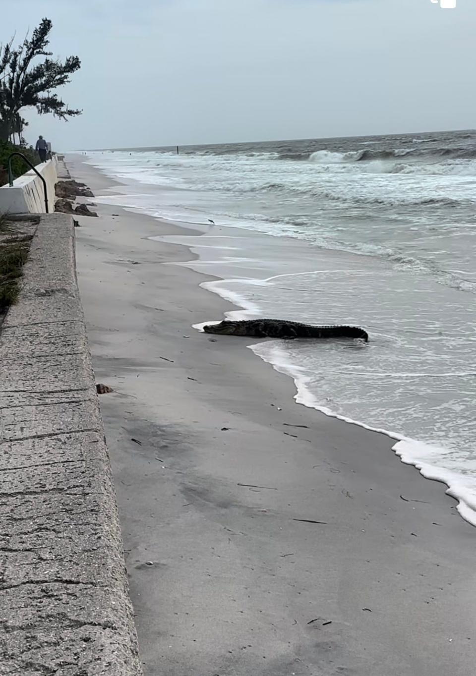 A 10-foot-long alligator stopped by a beach at Boca Grande before deputies relocated the massive animal.