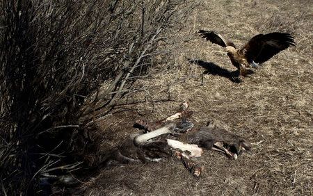 A golden eagle approaches the remains of an elk in the 30 km (19 miles) exclusion zone around the Chernobyl nuclear reactor near the abandoned village of Babchin, Belarus, March 16, 2016. REUTERS/Vasily Fedosenko