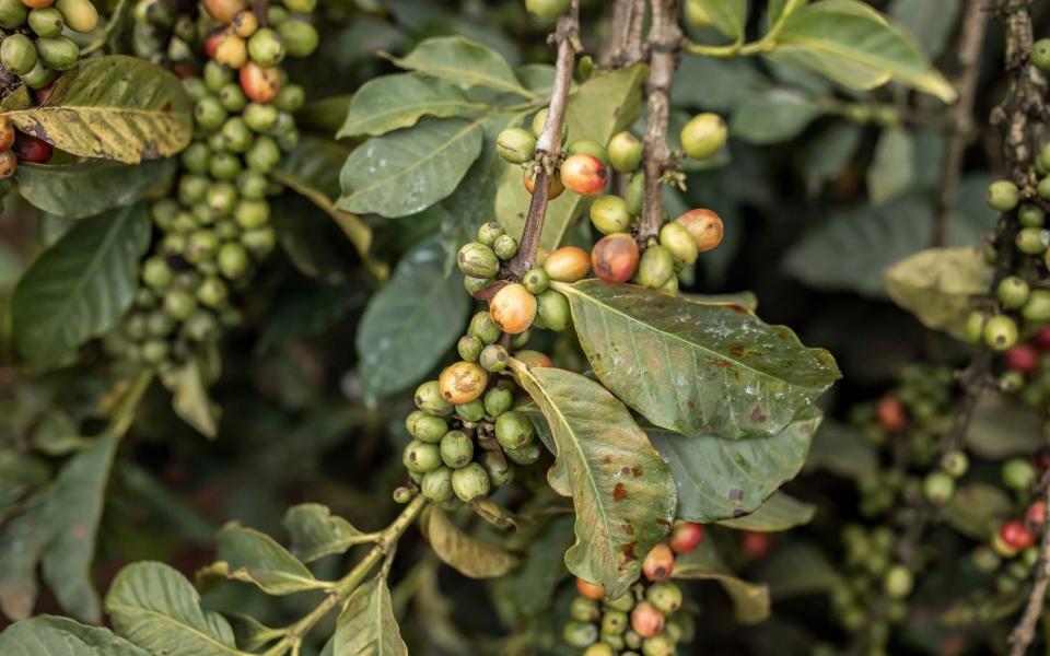 Coffee cherries on a branch at Thiririka farming cooperative in Kiambu County, Kenya - Patrick Meinhardt/Bloomberg