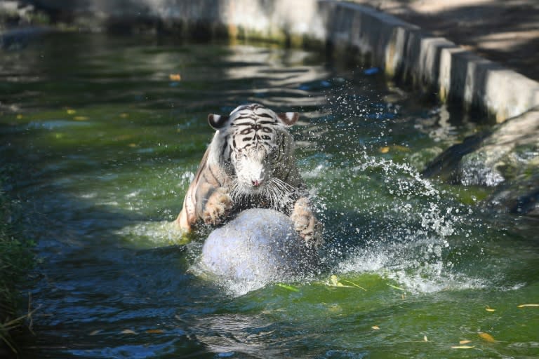 Un tigre de Bengala juega con una bola en una piscina improvisada en un encierro del zoológico de Manila, Filipinas, el 30 de abril de 2024 (Ted ALJIBE)