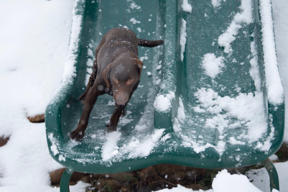 Ruby, a 2-year-old chocolate lab mix, plays on a snow-covered slide at Suttree Landing Park on Monday, January 15, 2024.