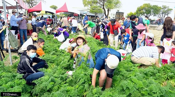 將軍區農會拔蘿蔔活動吸引親子參與，農會總幹事吳明成也下場教導如何鬆土讓蘿蔔更好拔更完整。（記者李嘉祥攝）