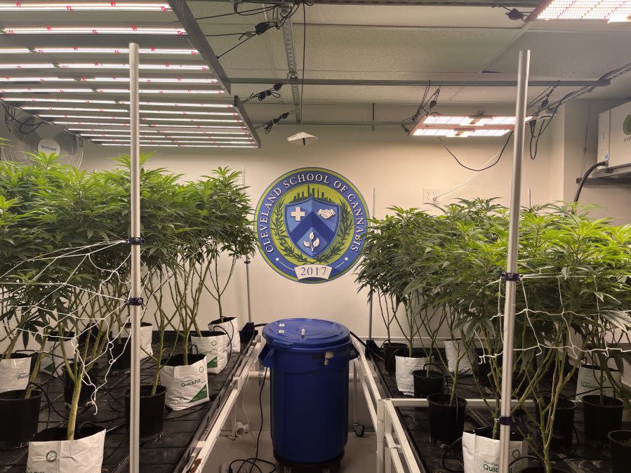 The Cleveland School of Cannabis logo is visible on a wall of the school’s grow facility. (Courtesy Photo/Cleveland School of Cannabis)