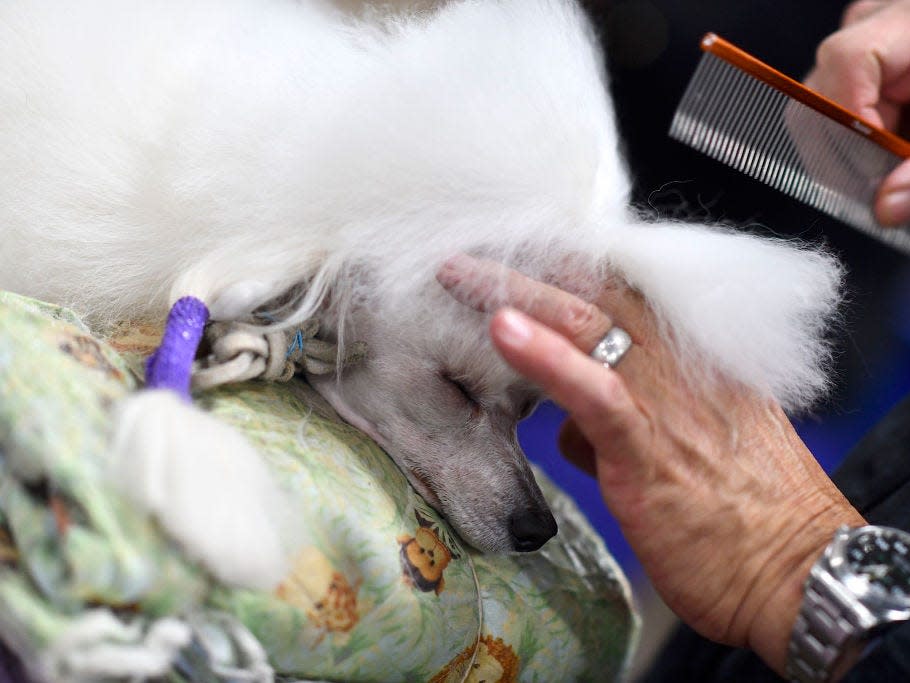 national dog show bts