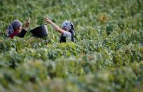 Workers collect grapes in a Taittinger vineyard during the traditional Champagne wine harvest in Pierry