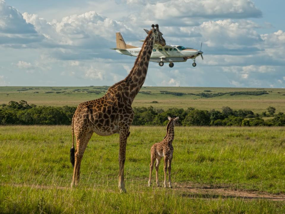 "Outsourcing Seatbelt Checks" by Graeme Guy. A giraffe looks at a low-flying plane.
