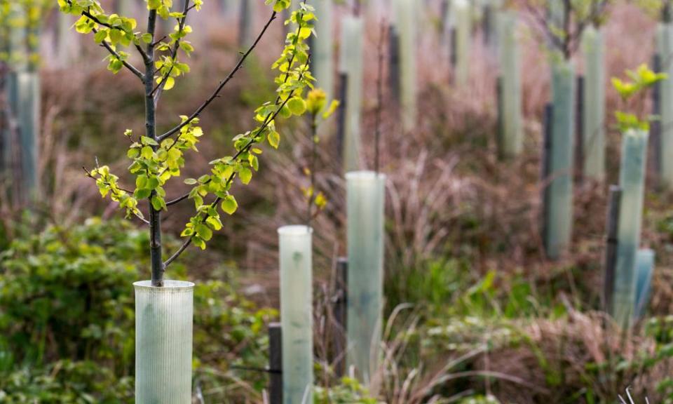 Young Birch trees in protective plastic tubes growing near Garsdale, England.