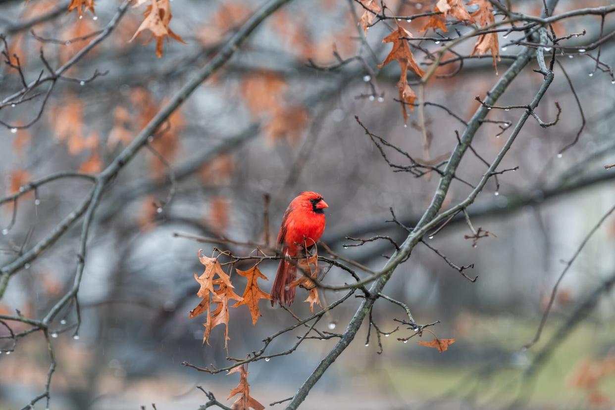 Cardinal in Tree during winter