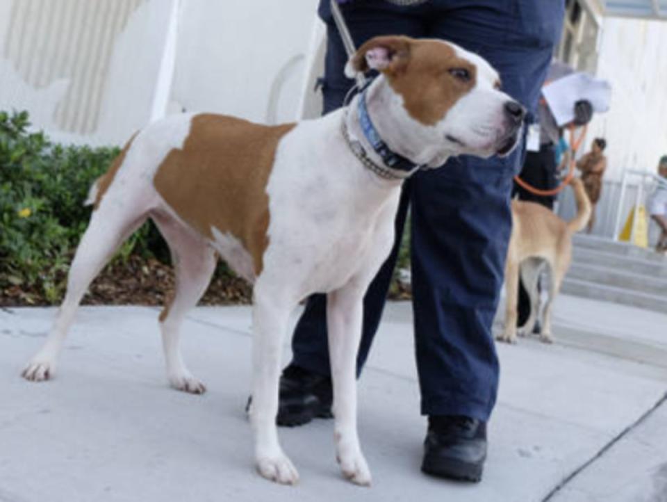 An American bulldog (AFP via Getty Images)