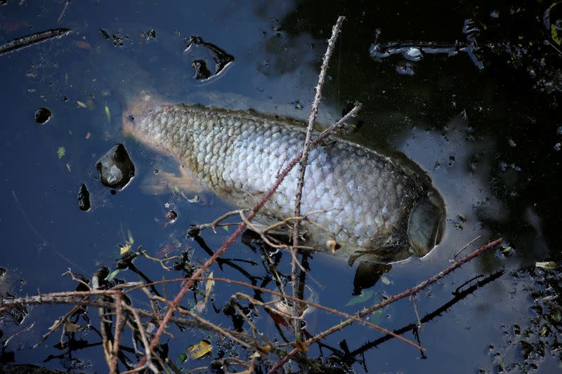 A view shows floating dead fish in the Escaut river in Valenciennes