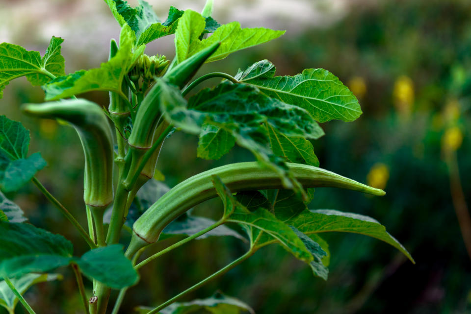 If you in a sunny, hot climate like Houston, try planting okra. (Photo: Altinosmanaj via Getty Images)