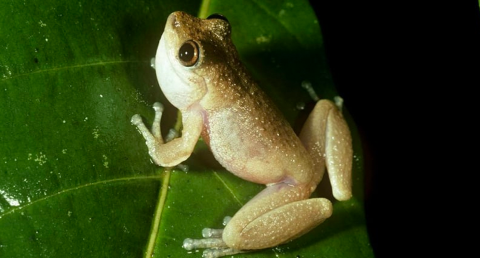 Because the mountain mist frog hasn't been seen since 1990, it has seldom been captured on camera. Source: Stephen Richards