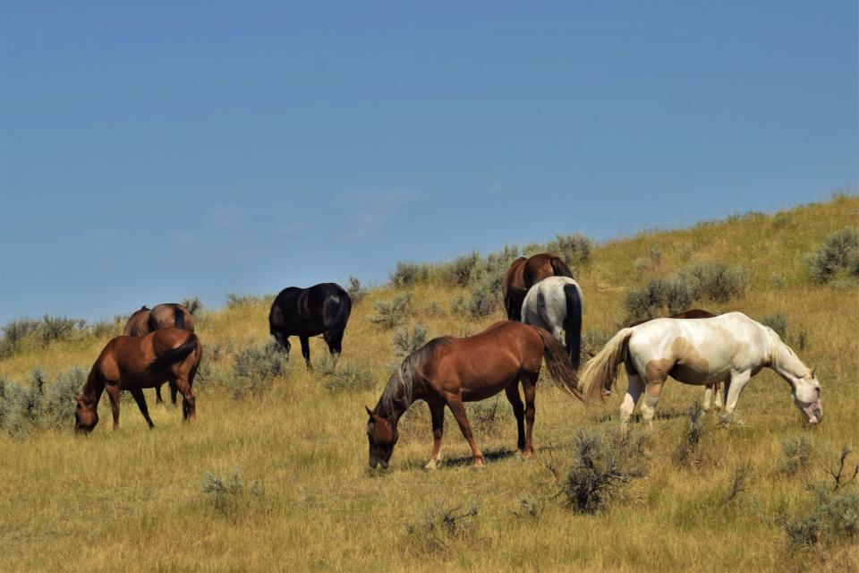 Janet Baniewich of Billings, Montana used a Nikon D3300 DSLR to photograph a a herd of wild horses near the Little Bighorn Battlefield National Monument near Crow Agency, Montana.
