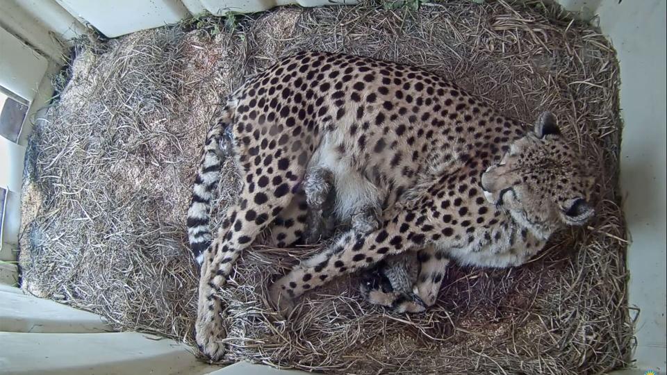 cheetah cubs